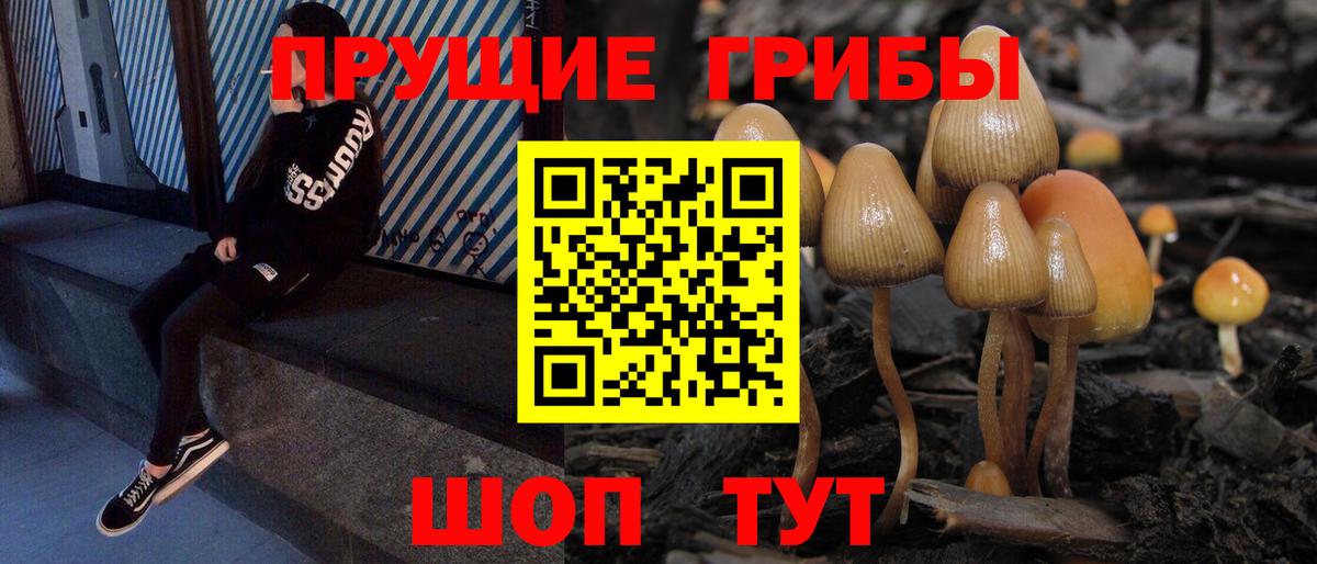 Аша  Псилоцибиновые грибы Psilocybine cubensis  Вход с VPN 